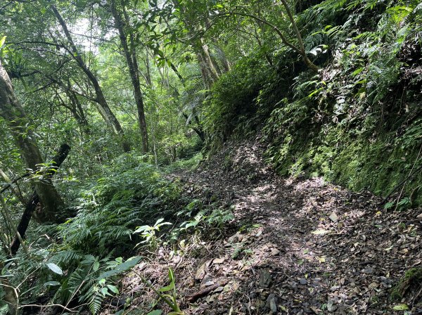 [淡蘭古道] 2025_0802 南路第四段2850936