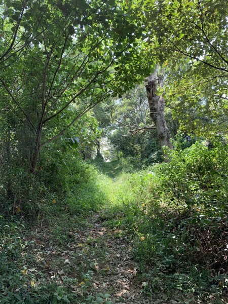 20250906台南合山-觀音山-大坑尾山-臭腳崎山2881449