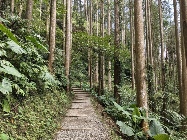 [百山百鳥尋旅-05/15] 2025_0830 溪頭賞鳥步道_觀景步道2875603