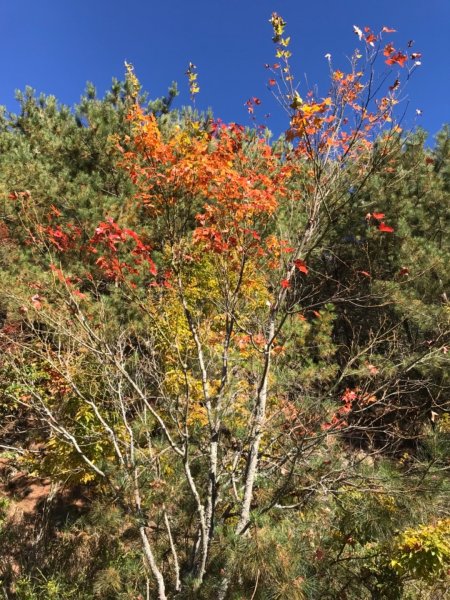 大雪山200林道北三錐山736911