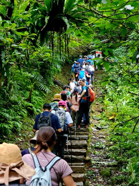 草嶺古道 - 2024草嶺古道芒花季2650869