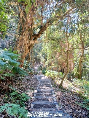 【台中和平】生態廊道。 雪山坑環線步道x巨人之手觀景點2954011