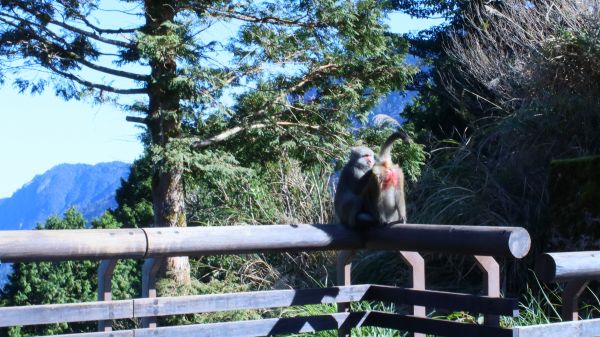 太平山的台灣獼猴231664