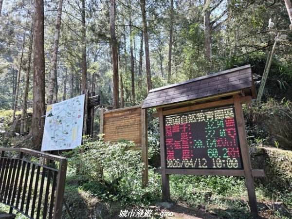 【南投鹿谷】溪頭天文台登山步道3037360