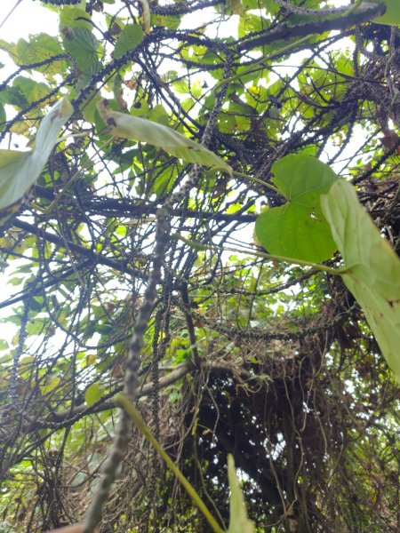 大棟山系南段 水利古道西口 上 竹高崙山 連走 鳥子嶺 坑仔內山 大崖山 下 龍目井農場2953114