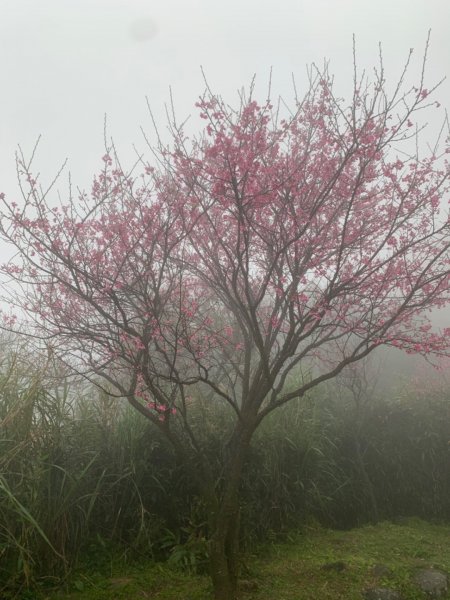 【台北市】探索仙境-陽明山東西大縱走869619