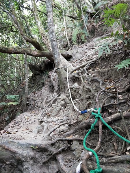 步道巡訪員 l 白毛山步道11月巡訪日誌1158503