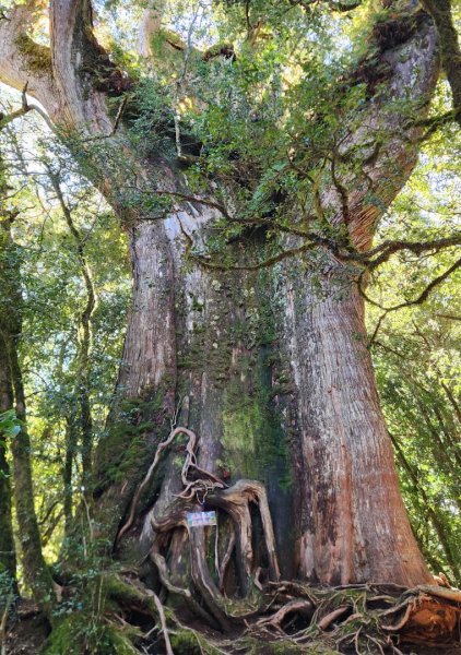 【中級山縱走】羅馬縱走，走進神木的夢幻童話森林世界2943212