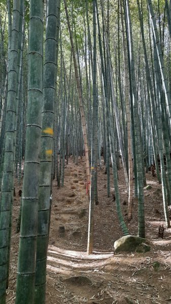 《南投》竹林台灣杉｜溪頭山竹崙山志騰山O繞202302182035819