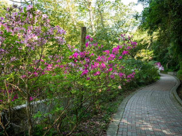 三民蝙輻洞2802477