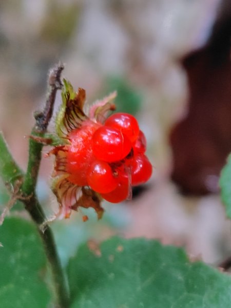 鳳鳴古道 鳳鳴山 南隘勇（南長城）古道 三湖山 八達嶺（龍骨）古道 綠色古道 延平古道2975124