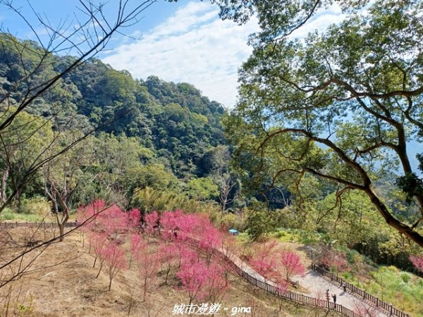 【苗栗獅潭】天晴賞花趣。 協雲宮櫻花步道x獅潭鄉神秘小徑x獅潭義民廟x銅鑼炮仗花海公園2999177