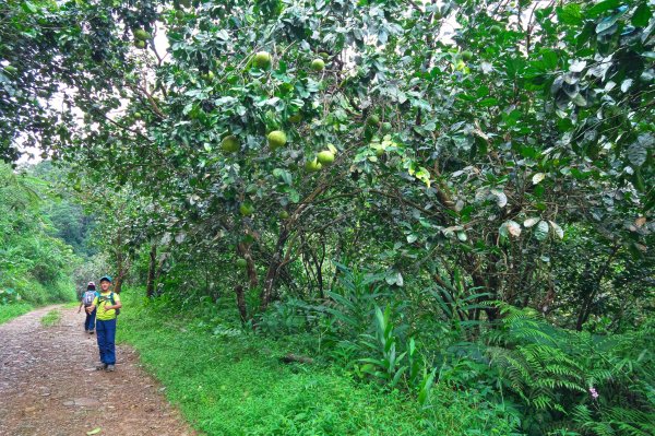 淡蘭古道中路之中坑、崩山坑古道O型685804