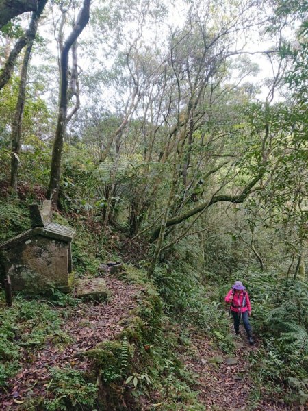 璀璨百年淡蘭古道～崩山坑古道、溪尾寮山、保城坑古道、虎豹潭步道O走1313476