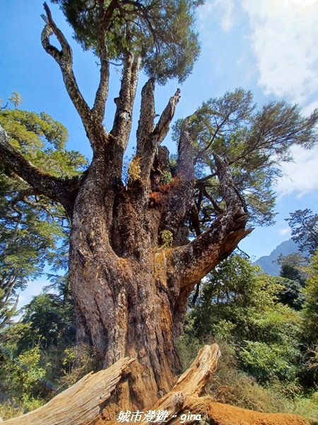 【高雄桃源】朝聖壯闊山景之南橫三星。 編號72百岳~塔關山登山步道2096655