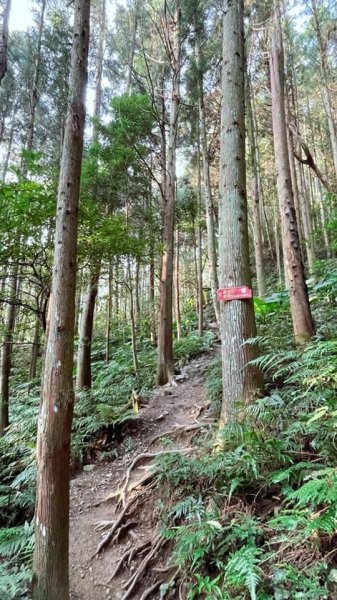 2021 新竹尖石_高台山連走島田山(高島P型縱走)1562742