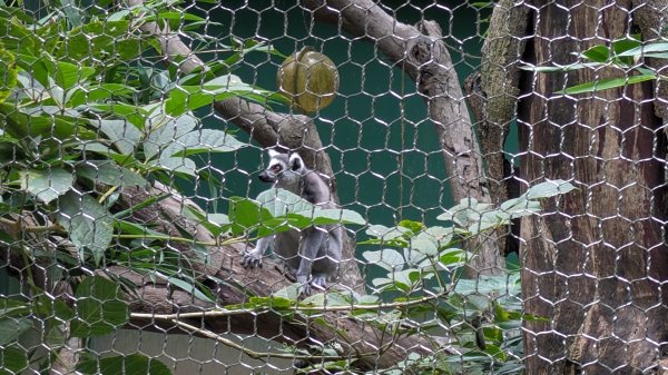 木柵動物園2322108