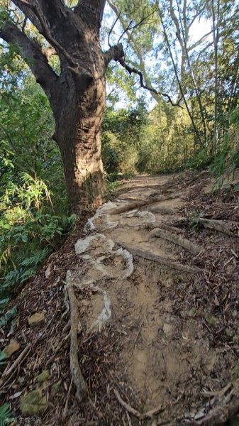 20251223芎林文林古道O走+雞寮坑山+芎林顯伯公野餐2975927