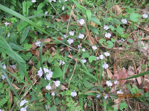 紅淡山步道907479