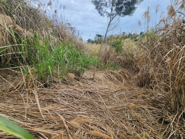 20260224雞隆山、八角林山、上果作園山3023627