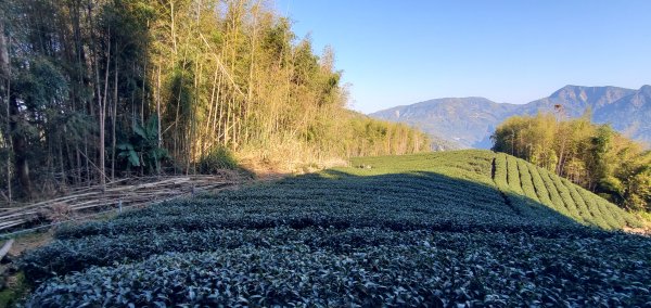 2025-01-30瑞太古道2704379