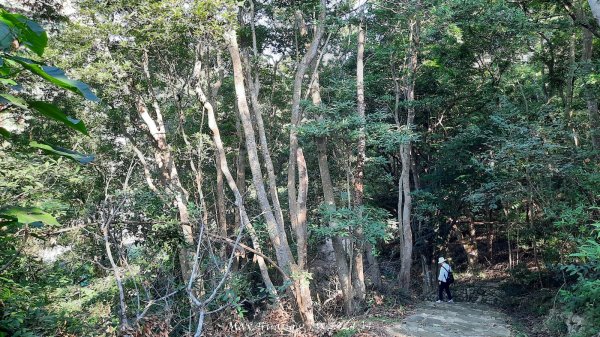 《彰化》卦山少林｜花壇西來園（銀行山）登山步道202412012657905