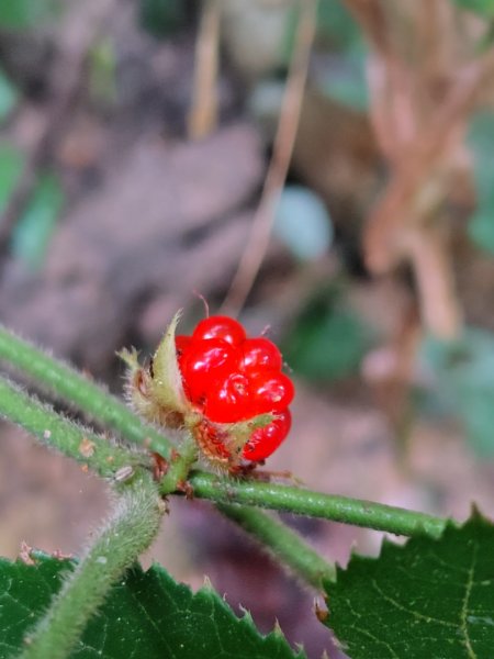 鳳鳴古道 鳳鳴山 南隘勇（南長城）古道 三湖山 八達嶺（龍骨）古道 綠色古道 延平古道2975125