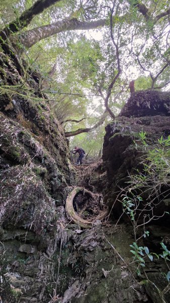 貼近山林來走個稍微不一樣風景的合歡山2989397