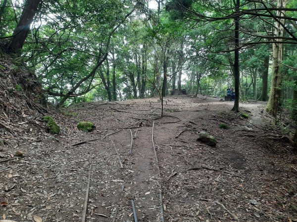 加里山 杜鵑嶺 鐵道 大O型 大坪上1053470