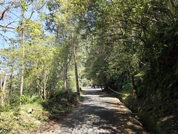 【南投鹿谷】溪頭天文台登山步道3037362