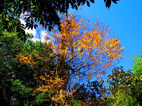 【新竹尖石】還記得北得拉曼山 這一季黃金山毛櫸的璀璨1183395