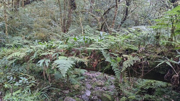 棲松縱走未竟2918389