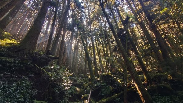 嘉義-特富野古道3120563