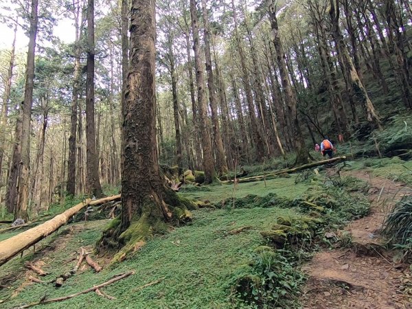 大塔山、對高岳、小笠原 O型環線1195233