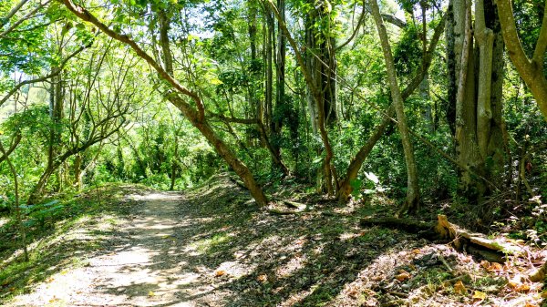 三汀山,苗圃,蝙蝠洞2787349