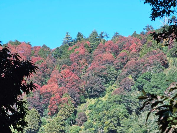 稍來山賞楓2962564