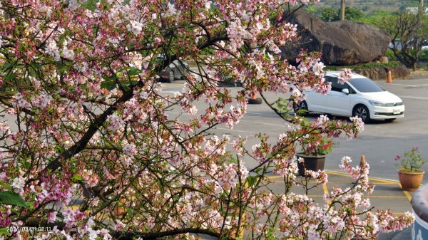 #大鳳蝶 (雌無尾) #綠繡眼 #頂湖小鎮 #紫藤 #觀音山 #日出 #天元宮 #吉野櫻 3/313026513