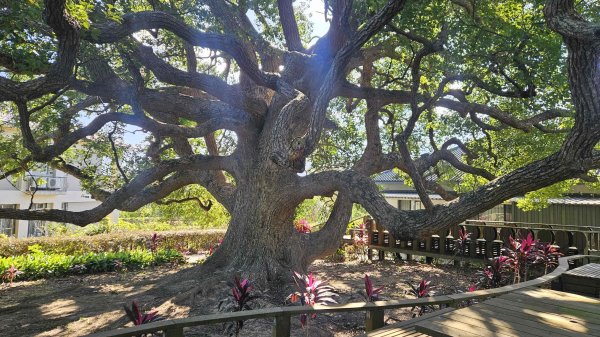 20251222龍峎頂步道-三灣火炎山-老銃櫃步道-三灣落羽松-肚兜角步道2969137