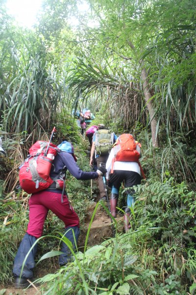 20210926南投圓山坑林道登鳳凰山下忘憂森林1473513