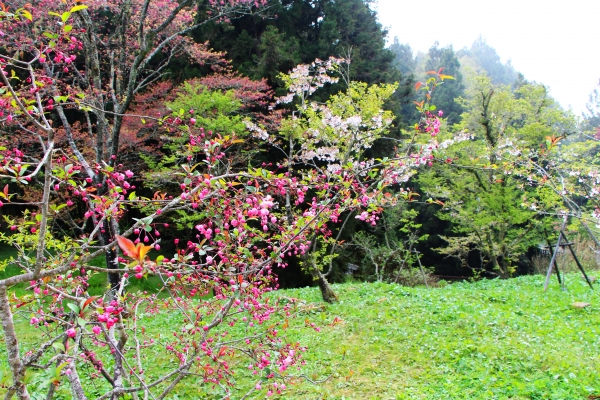 阿里山櫻花 唯美詩韻 ~ 高山+鐵道+神木+湖水 ...265494