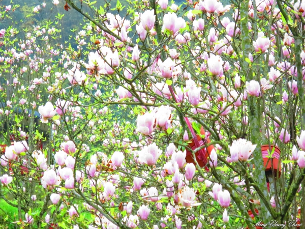 20150307~楓樹湖木蓮花~天元宮還沒開的櫻花15138