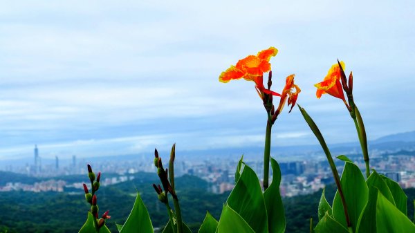 台灣藍鵲3074010