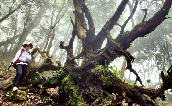 【中級山縱走】魯壁山，東穗山，大島田山