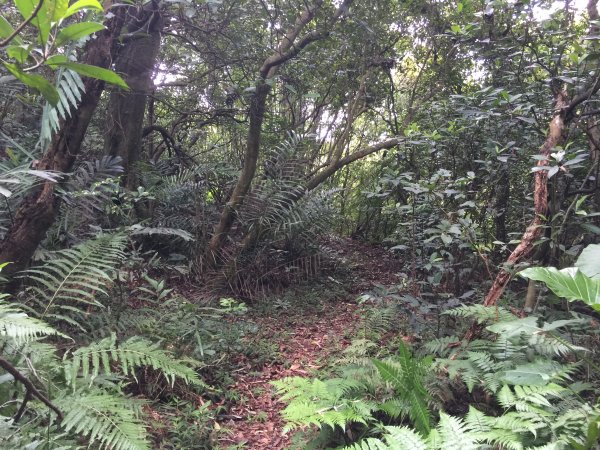 從廢棄碉堡重新認識淡水虎頭山與興華坑山1073585