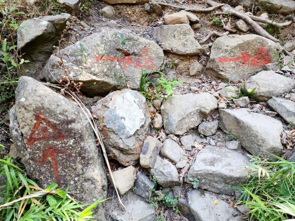 小百岳No.80⛰里龍山2776336