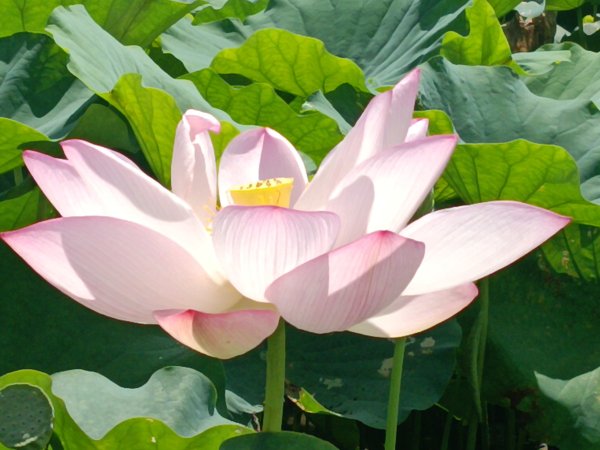 雙溪區彎穹夏日荷影2806558