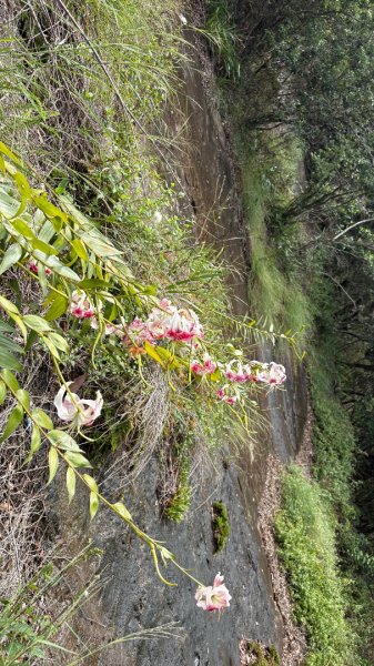 石壁上的花3111038