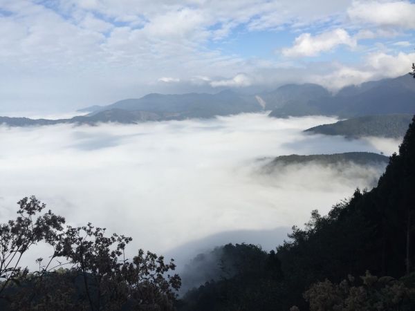 觀霧～雲霧步道235251