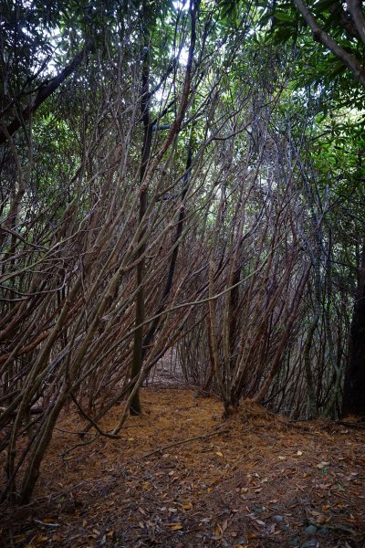 【沒有】【倚天劍】2985247