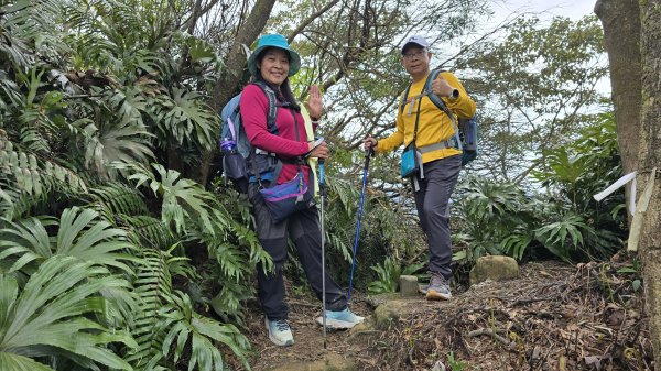 2025貓空杏花林杏花大爆發，粉紅、深紅及白色杏花爭奇鬥艷，從公車站步行20分鐘即抵達2720173